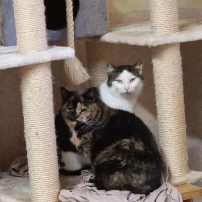 Stümmelchen und Max, getigert male 7yo Mixed Breed for adoption at Tierschutzverein Meinerzhagen / Kierspe e.V.