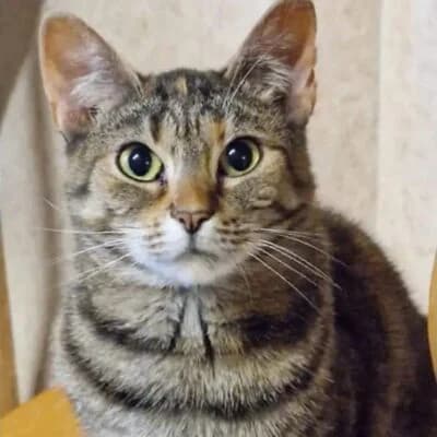 Wilde Hilde, female 4yo Mixed Breed for adoption at Tierschutzverein Meinerzhagen / Kierspe e.V.