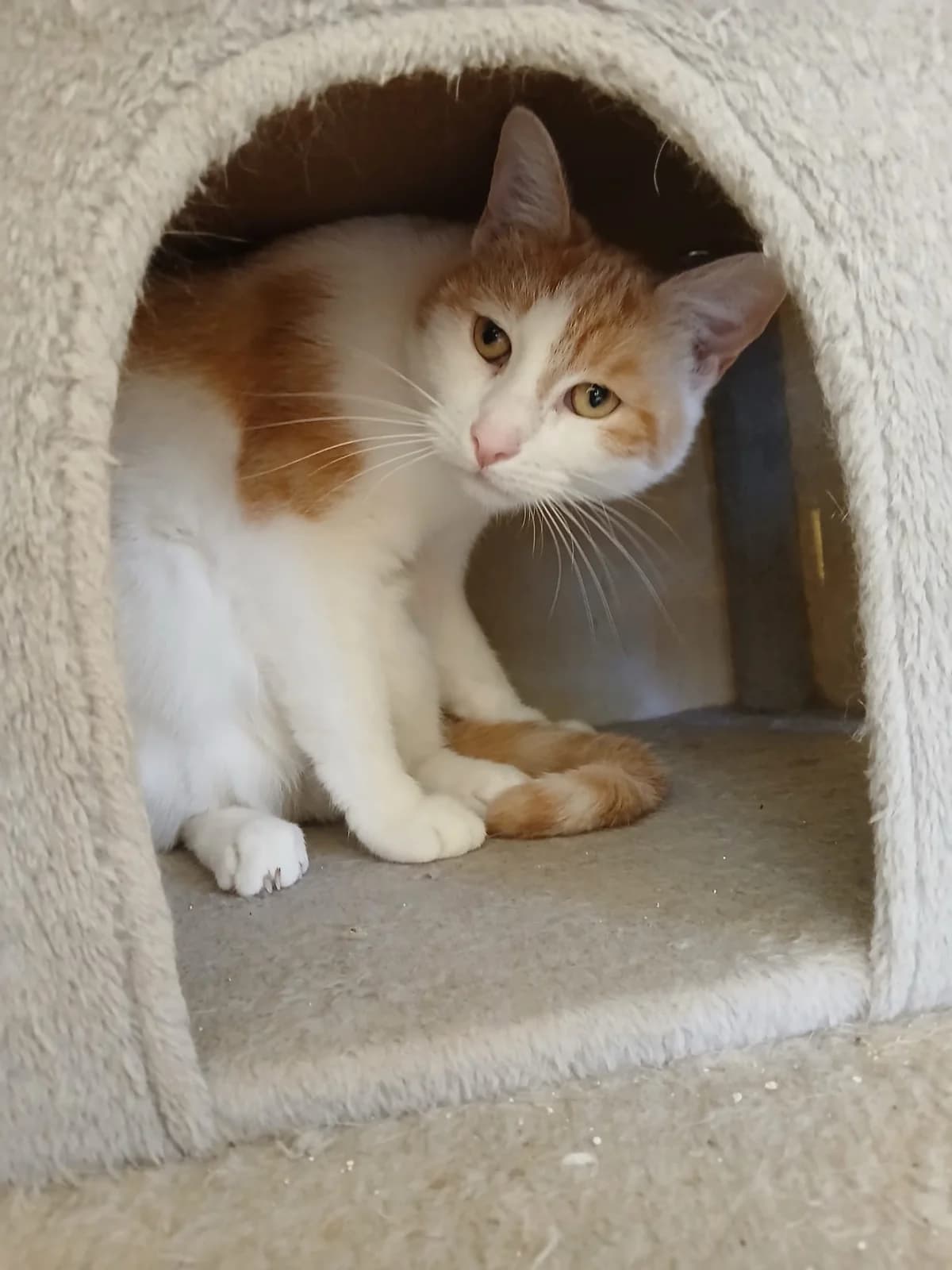 Freddy, Mixed Breed for adoption at Tierschutzverein Mittweida e.V.