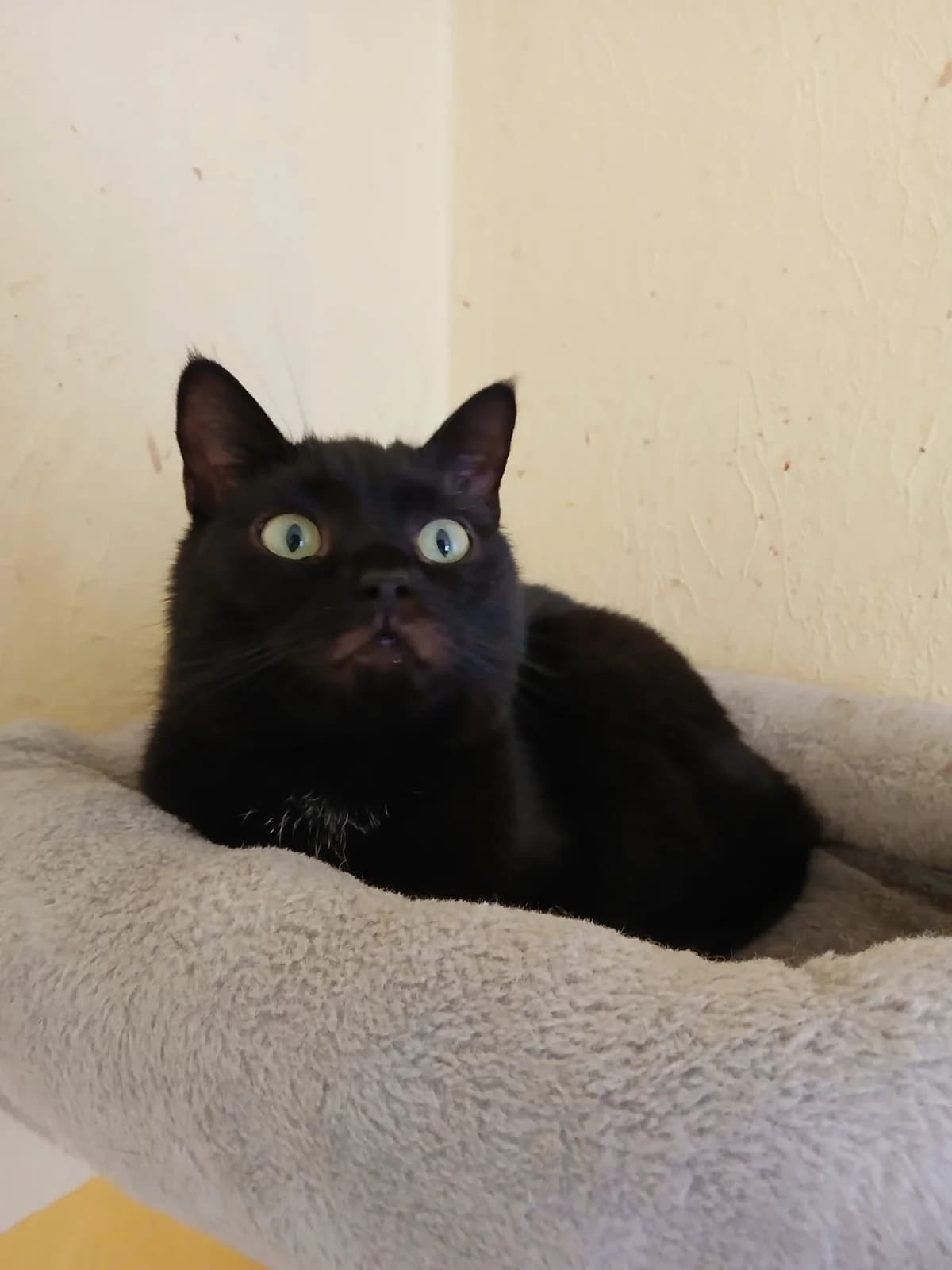 Micky, Mixed Breed for adoption at Tierschutzverein Mittweida e.V.