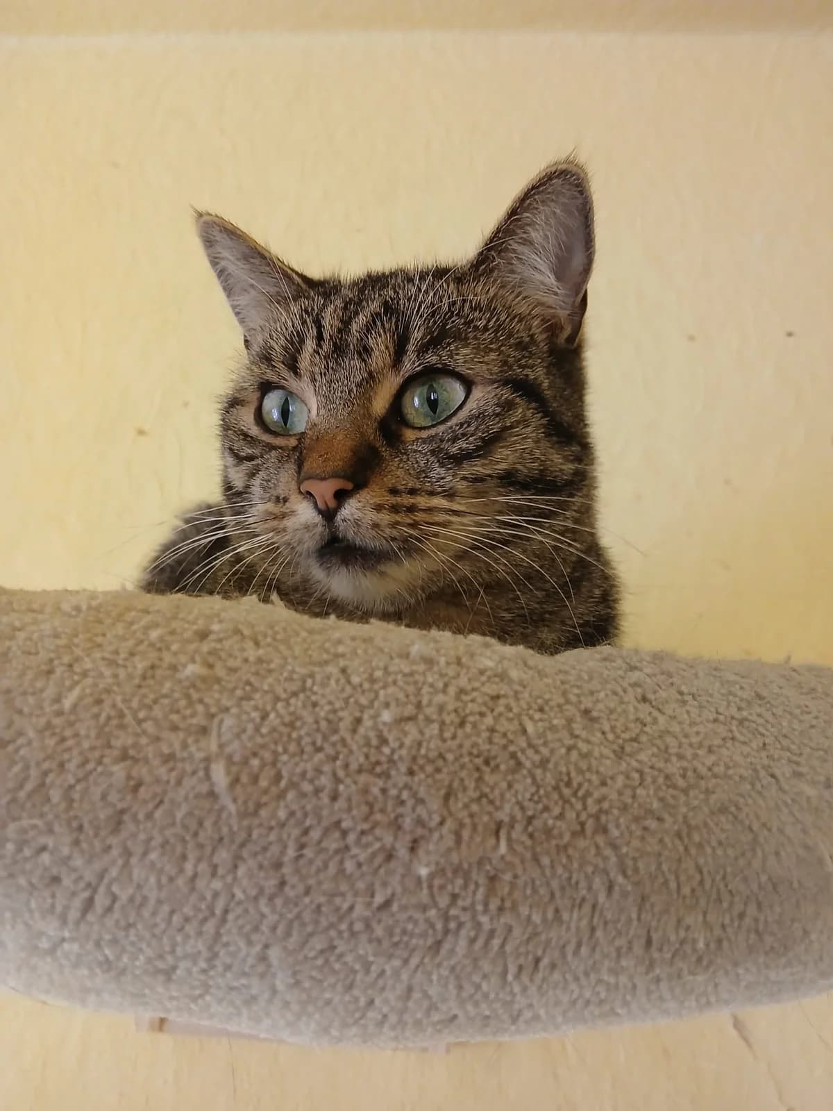 Mila, Mixed Breed for adoption at Tierschutzverein Mittweida e.V.