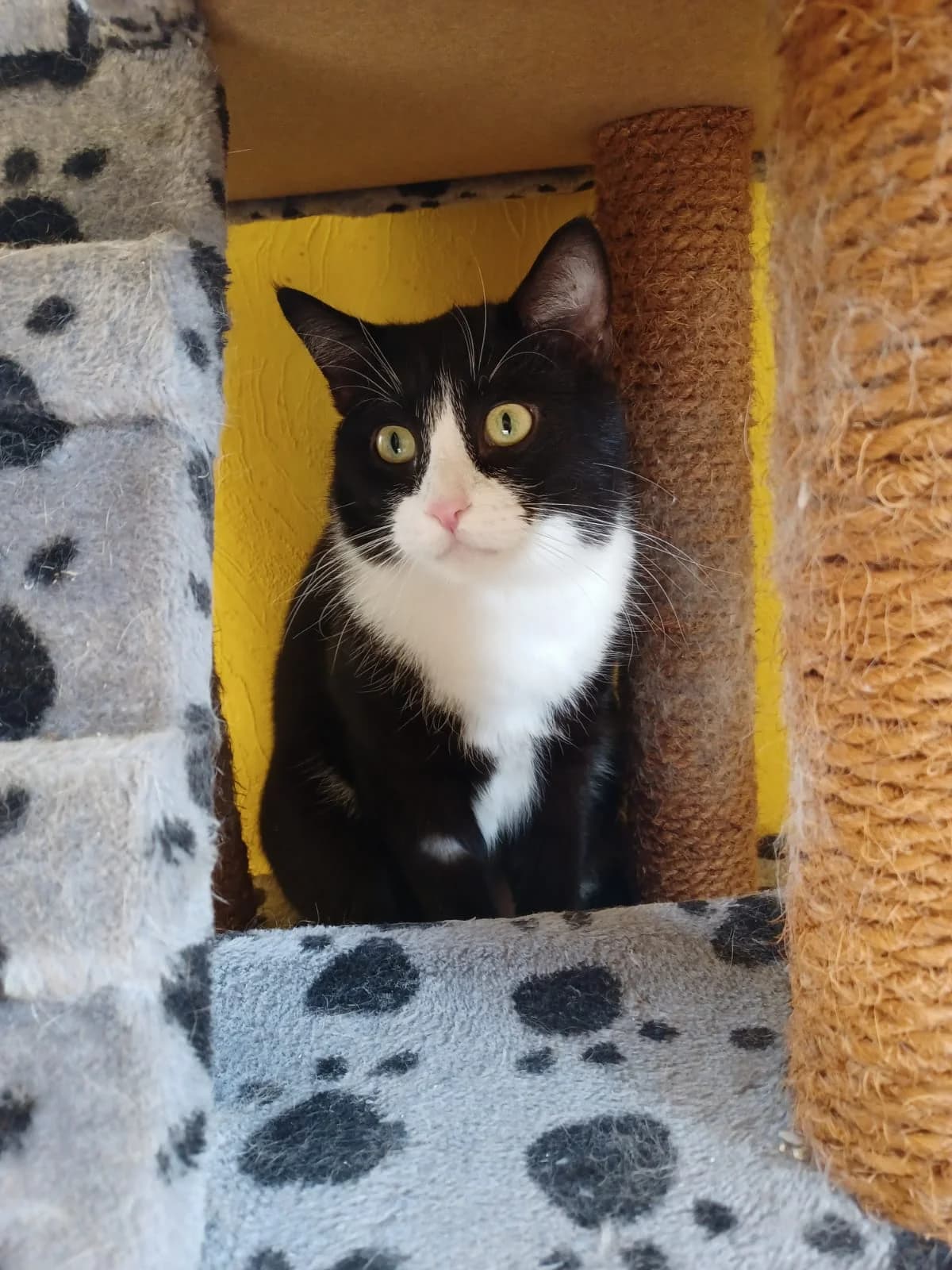 Silvester, Mixed Breed for adoption at Tierschutzverein Mittweida e.V.