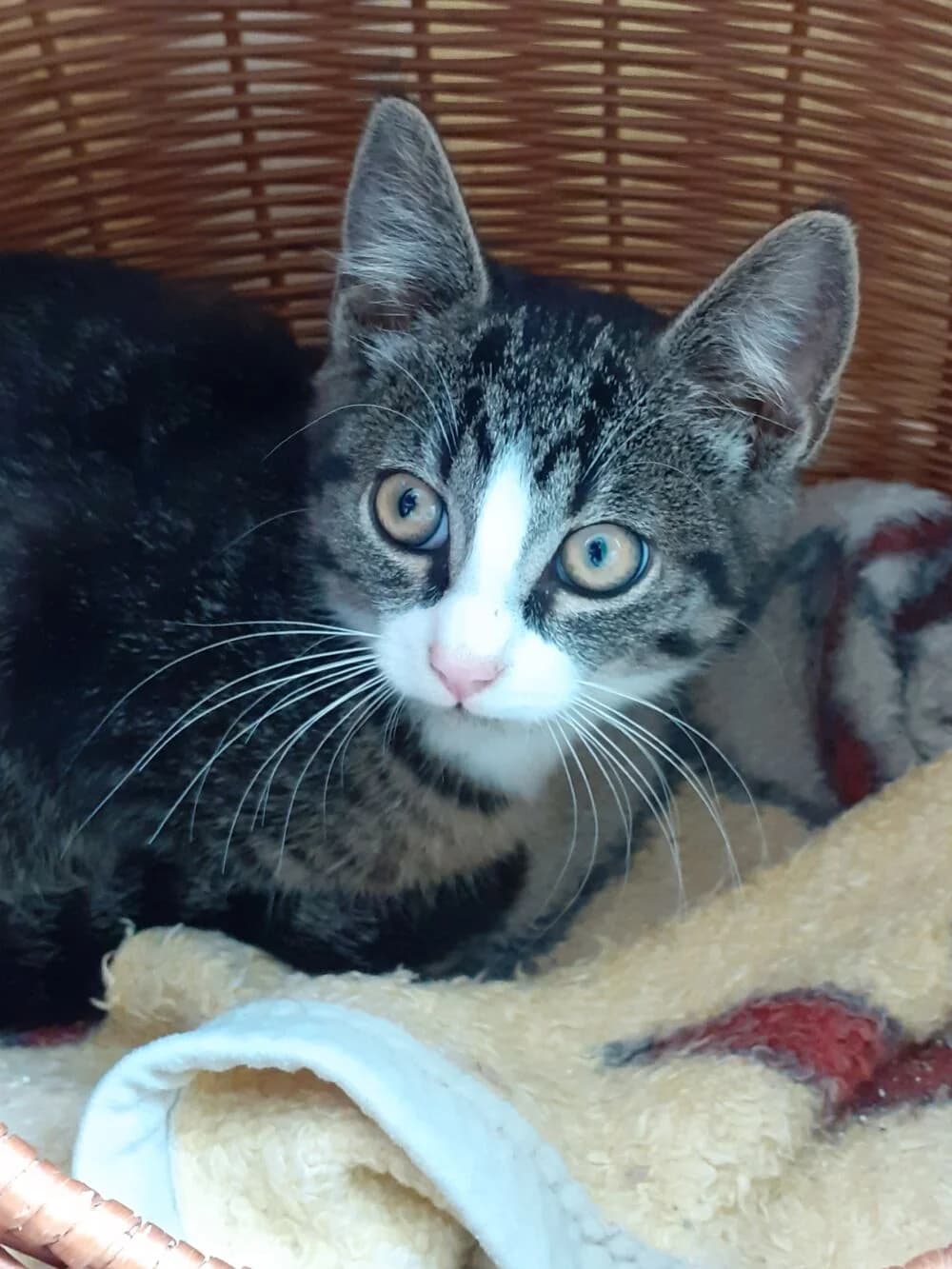 Mäusefänger, Mixed Breed for adoption at Tierschutz Niebüll und Umgebung e. V., Niebüll
