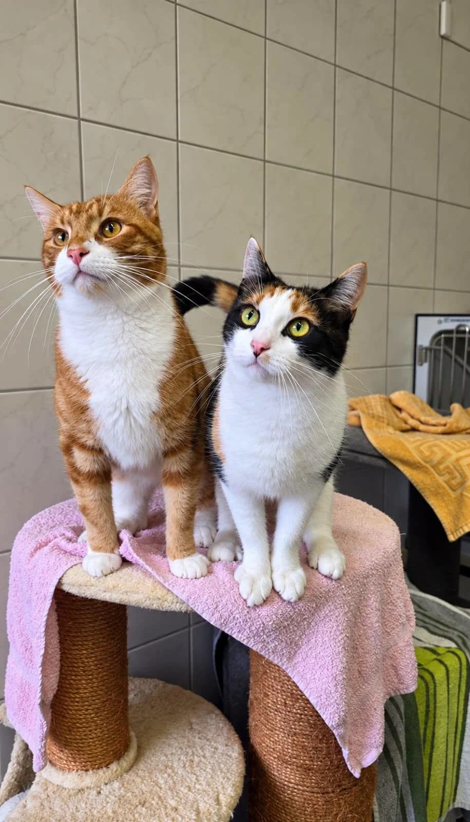 Tiger und Lucy, 3yo Mixed Breed for adoption at Tierschutz Niebüll und Umgebung e. V., Niebüll
