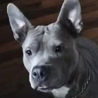 Lucy, female Mixed Breed for adoption at Tierschutzverein Offenbach e.V., Offenbach