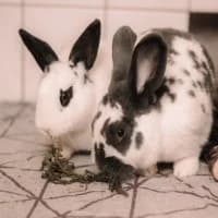 Susi Und Strolch, Mixed Breed for adoption at Tierschutzverein Offenbach e.V., Offenbach