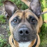 Bullet, male Mixed Breed for adoption at Tierschutzverein Offenbach e.V., Offenbach