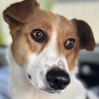 Milo, female Mixed Breed for adoption at Tierschutzverein Offenbach e.V., Offenbach