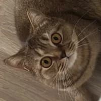 Chibi, female Mixed Breed for adoption at Tierschutzverein Offenbach e.V., Offenbach