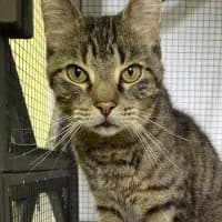 Coco, male Mixed Breed for adoption at Tierschutzverein Offenbach e.V., Offenbach
