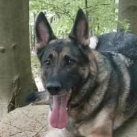 Anja, female Mixed Breed for adoption at Tierschutzverein Offenbach e.V., Offenbach