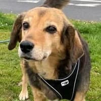 Vista, female Mixed Breed for adoption at Tierschutzverein Offenbach e.V., Offenbach