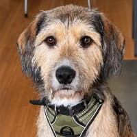 Hugo, female Mixed Breed for adoption at Tierschutzverein Offenbach e.V., Offenbach