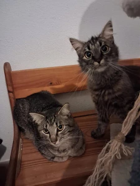 Zuhause gesucht, male 4yo Mixed Breed for adoption at Tierschutzverein Osnabrück und Umgebung e.V.