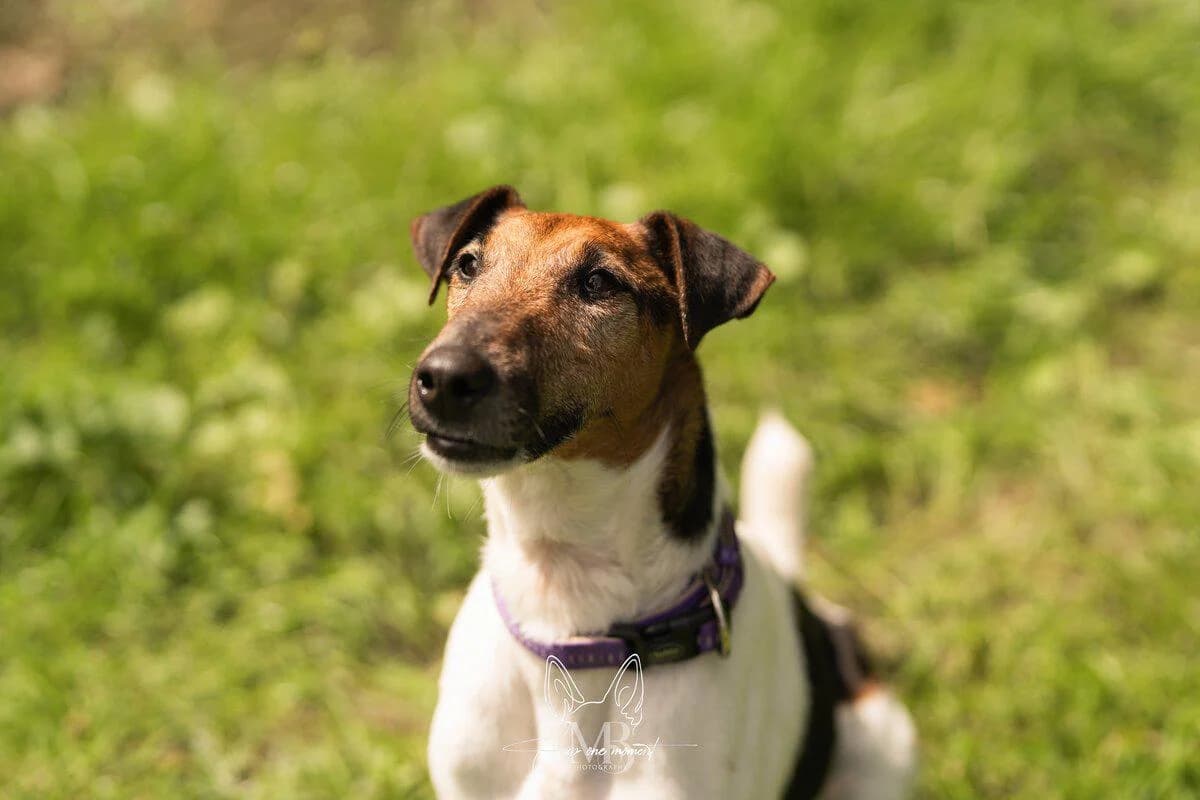 Leander, male 7yo Mixed Breed for adoption at Tierschutz Osterode