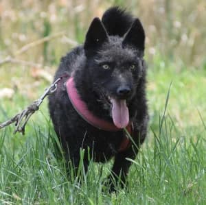 Oliver, male 4yo Mixed Breed for adoption at Tierschutz-Pfote e.V., Lohmar