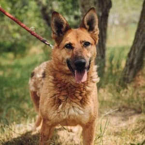 Mandy, female 4yo Mixed Breed for adoption at Tierschutz-Pfote e.V., Lohmar