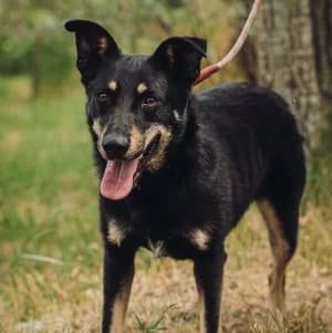 Dobby, male young Mixed Breed for adoption at Tierschutz-Pfote e.V., Lohmar