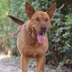 Solo, female senior Mixed Breed for adoption at Tierschutz-Pfote e.V., Lohmar
