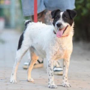Boris, male young Mixed Breed for adoption at Tierschutz-Pfote e.V., Lohmar