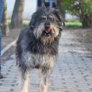Timmy, male 6yo Mixed Breed for adoption at Tierschutz-Pfote e.V., Lohmar