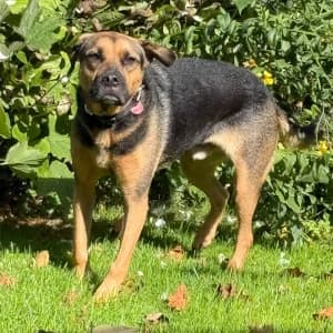 Persil, male 4yo Mixed Breed for adoption at Tierschutz-Pfote e.V., Lohmar