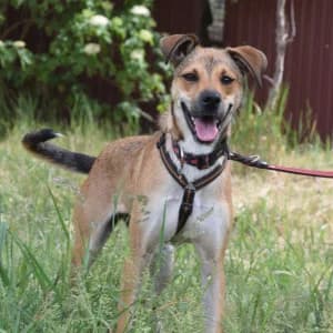 Wenko, male senior Mixed Breed for adoption at Tierschutz-Pfote e.V., Lohmar