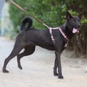 Shira, female young Mixed Breed for adoption at Tierschutz-Pfote e.V., Lohmar
