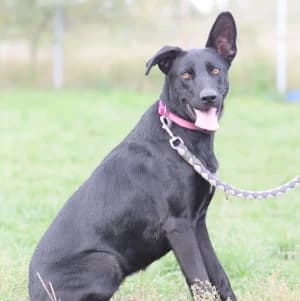 Heidi, female young Mixed Breed for adoption at Tierschutz-Pfote e.V., Lohmar