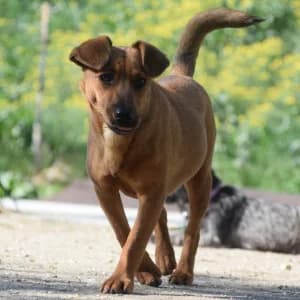 Latte, female young Mixed Breed for adoption at Tierschutz-Pfote e.V., Lohmar