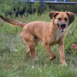 Scooter, male young Mixed Breed for adoption at Tierschutz-Pfote e.V., Lohmar