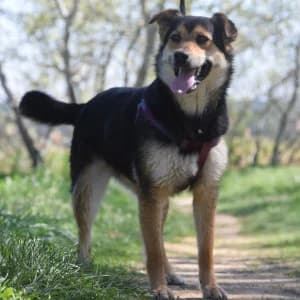 Dorci, female young Mixed Breed for adoption at Tierschutz-Pfote e.V., Lohmar