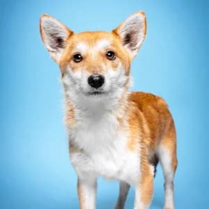 Valerie, female young Mixed Breed for adoption at Tierschutz-Pfote e.V., Lohmar