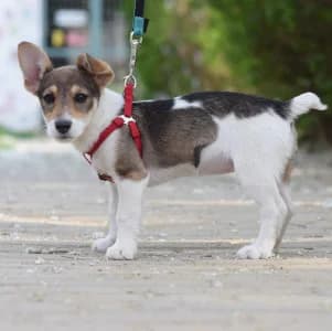 Vonny, female puppy Mixed Breed for adoption at Tierschutz-Pfote e.V., Lohmar