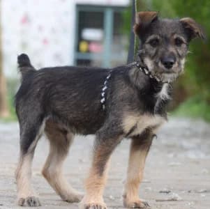 Thorsten, female puppy Mixed Breed for adoption at Tierschutz-Pfote e.V., Lohmar