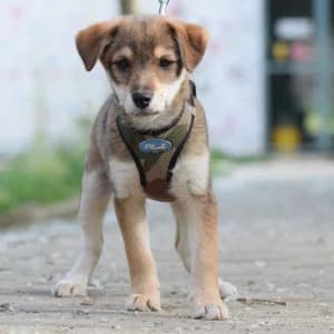 Bootsmann, female puppy Mixed Breed for adoption at Tierschutz-Pfote e.V., Lohmar