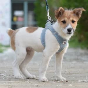 Emilia, female puppy Mixed Breed for adoption at Tierschutz-Pfote e.V., Lohmar