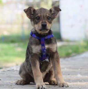 Melitta, female puppy Mixed Breed for adoption at Tierschutz-Pfote e.V., Lohmar