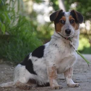 Mocca, male young Mixed Breed for adoption at Tierschutz-Pfote e.V., Lohmar