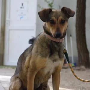 Melange, female young Mixed Breed for adoption at Tierschutz-Pfote e.V., Lohmar