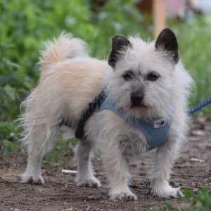 Mayla, female senior Mixed Breed for adoption at Tierschutz-Pfote e.V., Lohmar