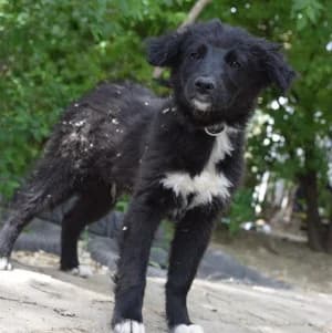 Emilio, male young Mixed Breed for adoption at Tierschutz-Pfote e.V., Lohmar