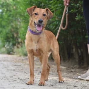 Yuzo, male young Mixed Breed for adoption at Tierschutz-Pfote e.V., Lohmar