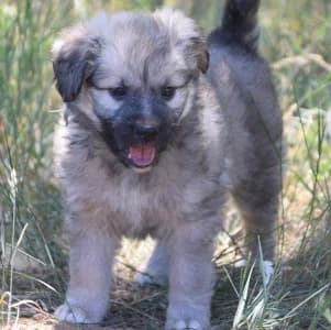 Lizzy, female puppy Mixed Breed for adoption at Tierschutz-Pfote e.V., Lohmar