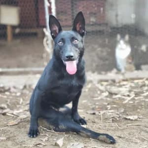 Alina, female young Mixed Breed for adoption at Tierschutz-Pfote e.V., Lohmar