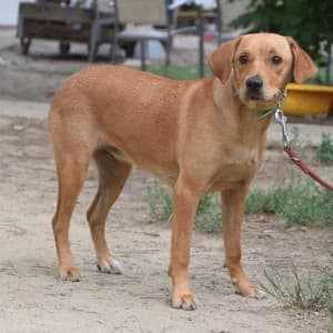 Mango, female young Mixed Breed for adoption at Tierschutz-Pfote e.V., Lohmar