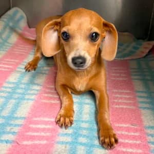 Caecilia, female puppy Mixed Breed for adoption at Tierschutz-Pfote e.V., Lohmar