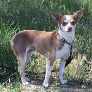 Mogli, male 5yo Mixed Breed for adoption at Tierschutz-Pfote e.V., Lohmar