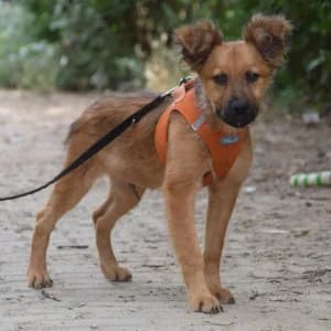Anton, male puppy Mixed Breed for adoption at Tierschutz-Pfote e.V., Lohmar