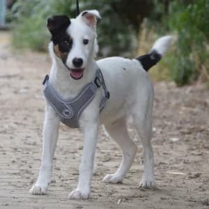 Galina, female puppy Mixed Breed for adoption at Tierschutz-Pfote e.V., Lohmar